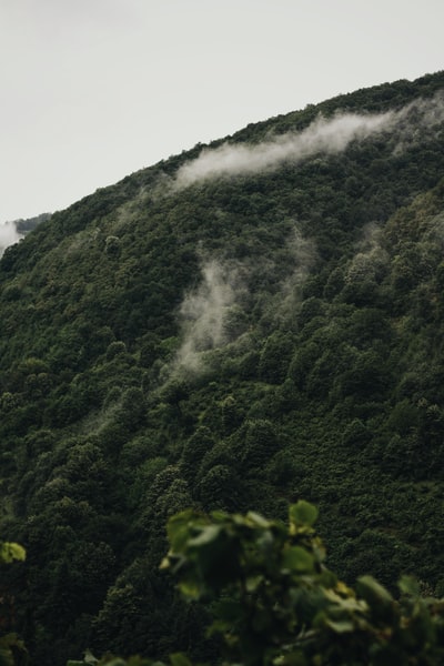 白天山上的绿树